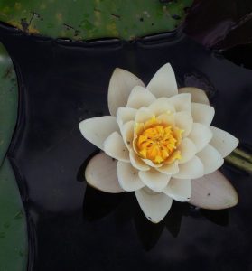 A lotus flower in water